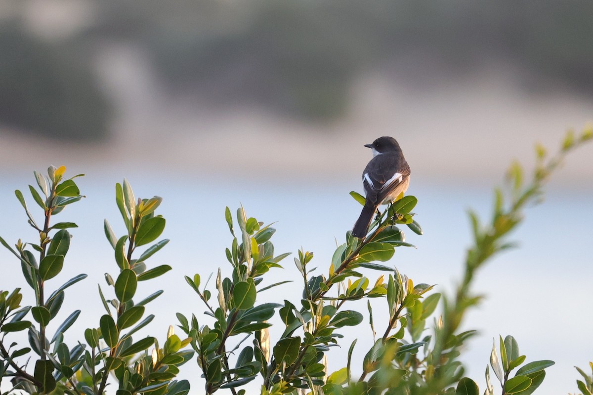 Fiscal Flycatcher - ML643587605
