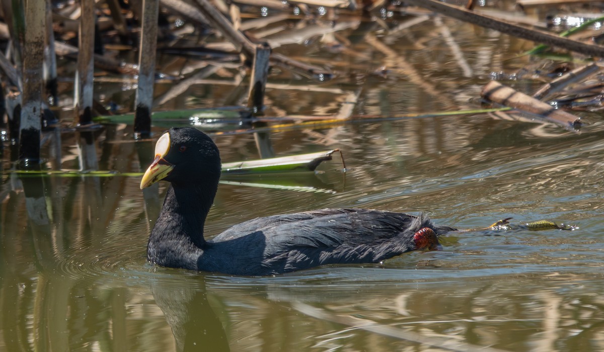Red-gartered Coot - ML643587623