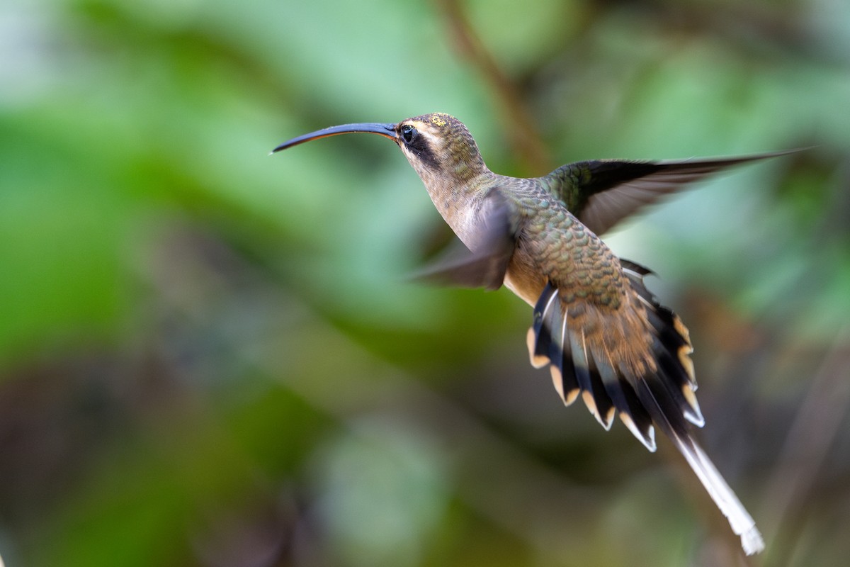 Great-billed Hermit - ML643587646