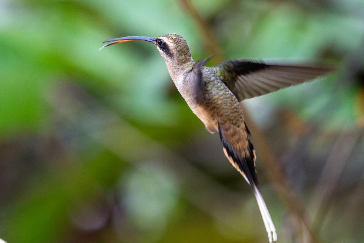 Great-billed Hermit - ML643587648