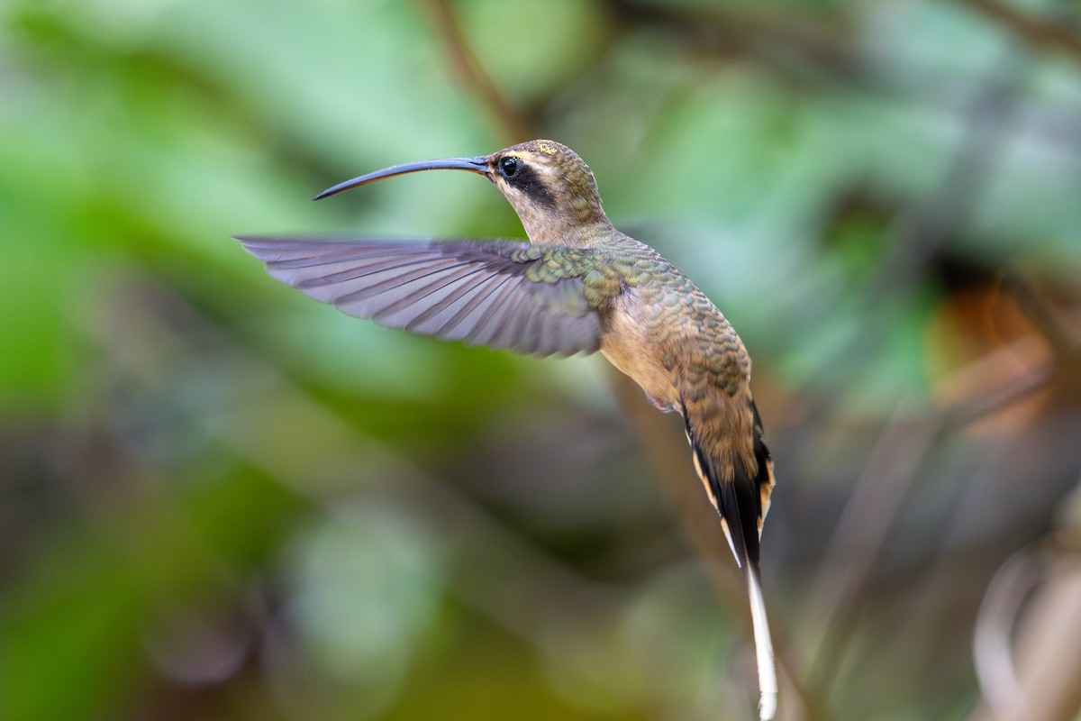 Great-billed Hermit - ML643587649