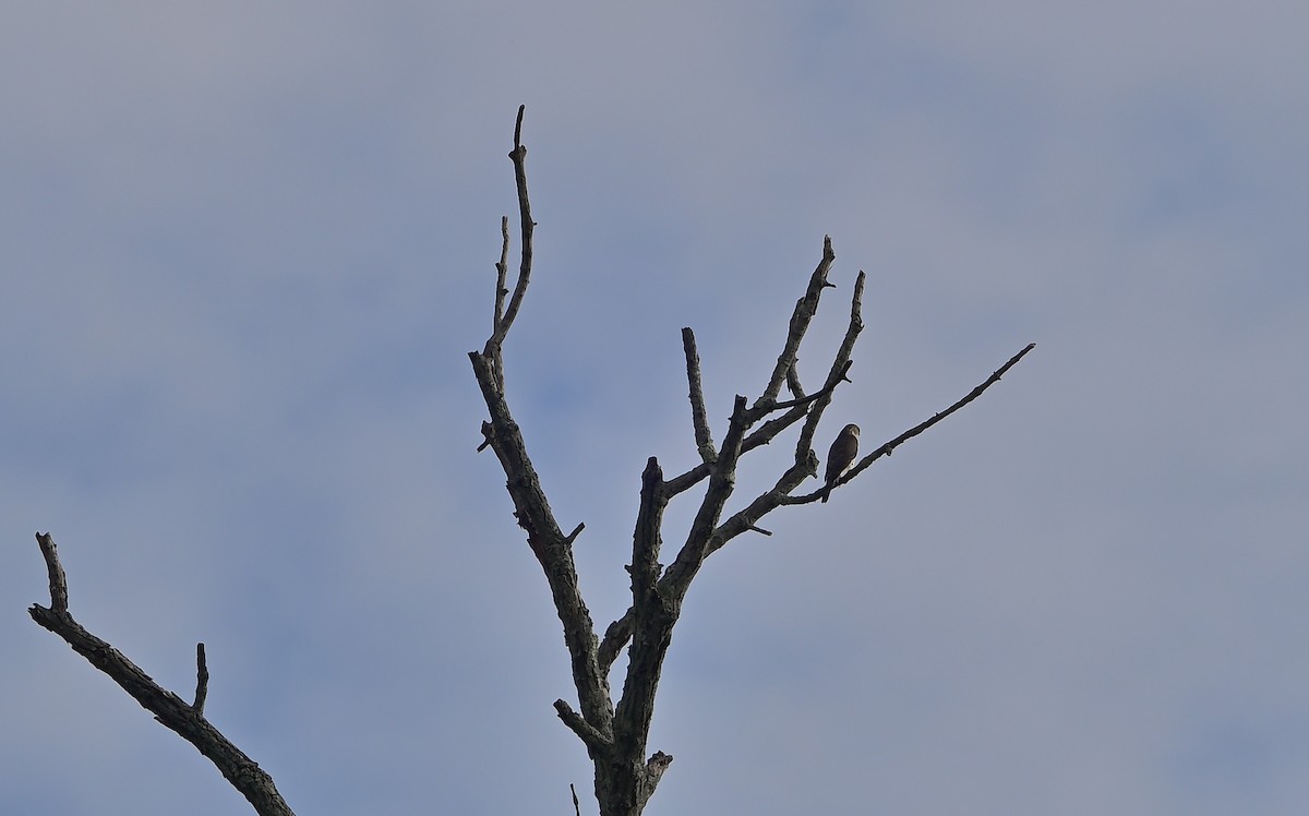 tverrhalehauk - ML643587659