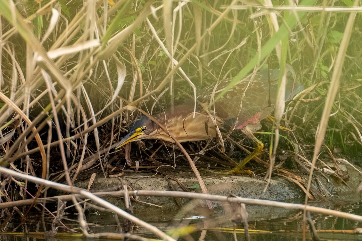 Schrenck's Bittern - ML643587662