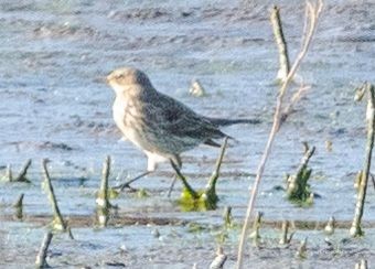 Water Pipit - ML643587663