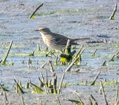 Water Pipit - ML643587664