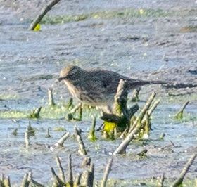 Water Pipit - ML643587665