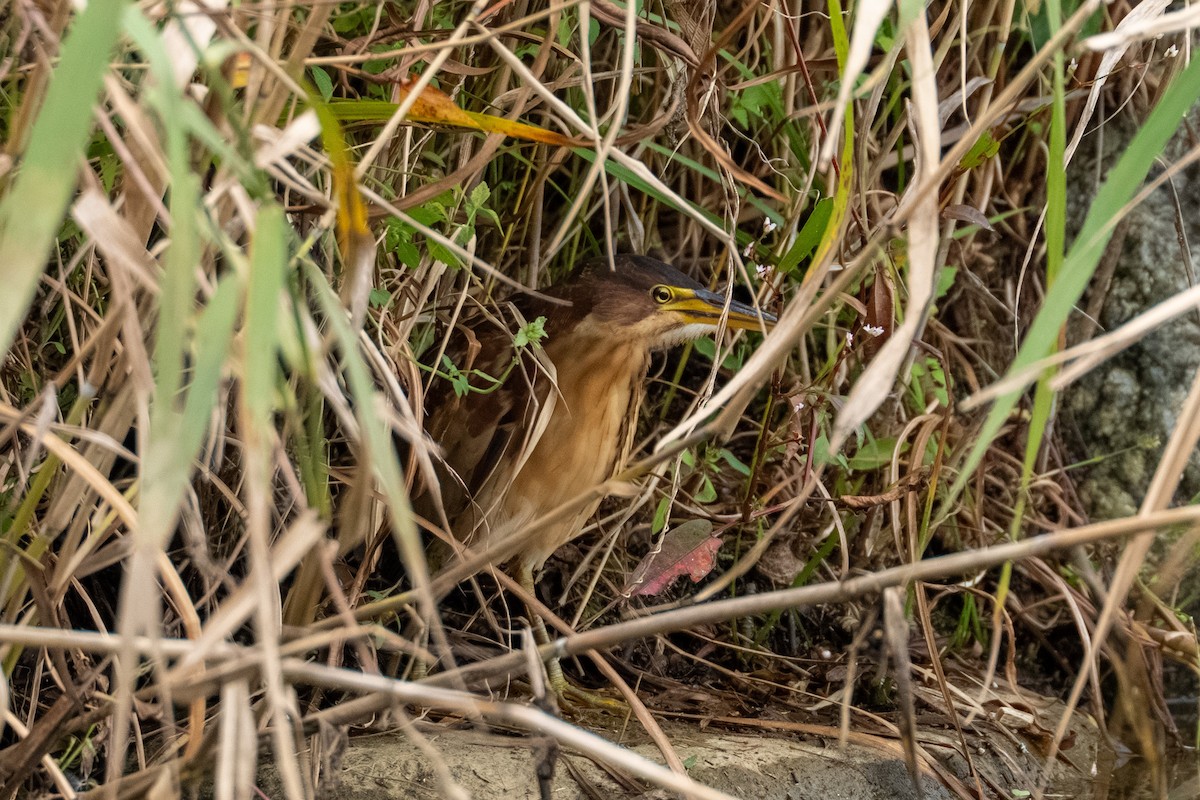 Schrenck's Bittern - ML643587666