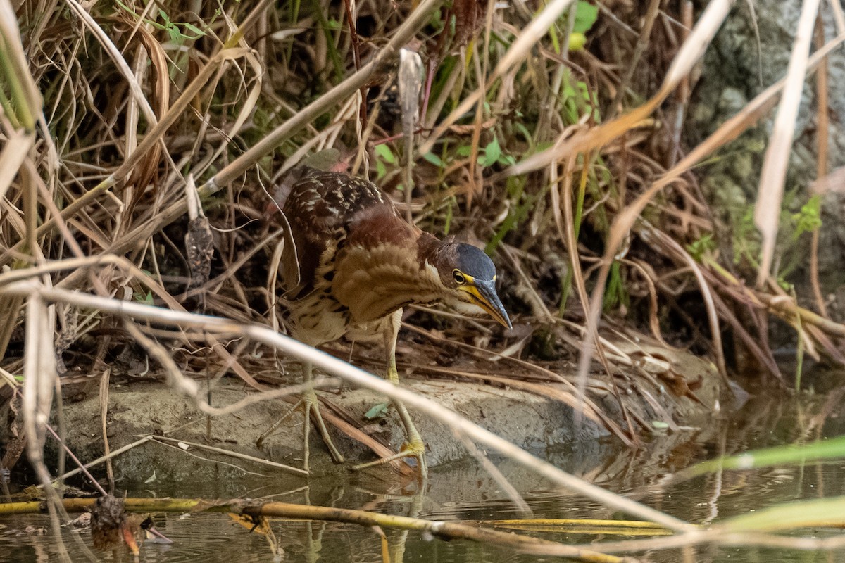 Schrenck's Bittern - ML643587671