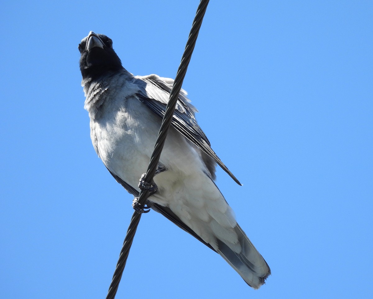 Black-faced Cuckooshrike - ML643587673
