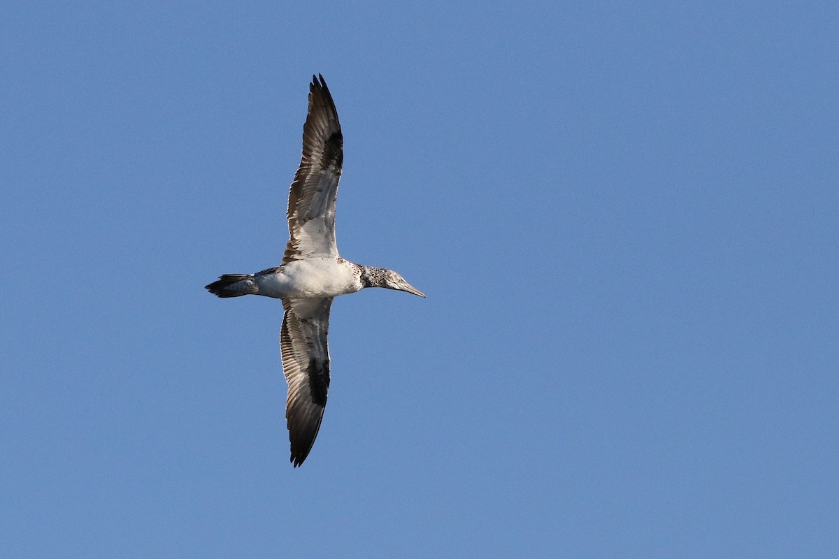 Australasian Gannet - ML643587676