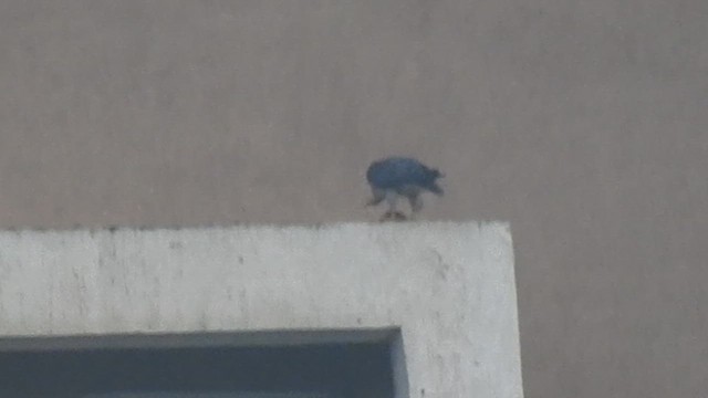 Peregrine Falcon - ML643587681