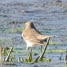 Water Pipit - ML643587720