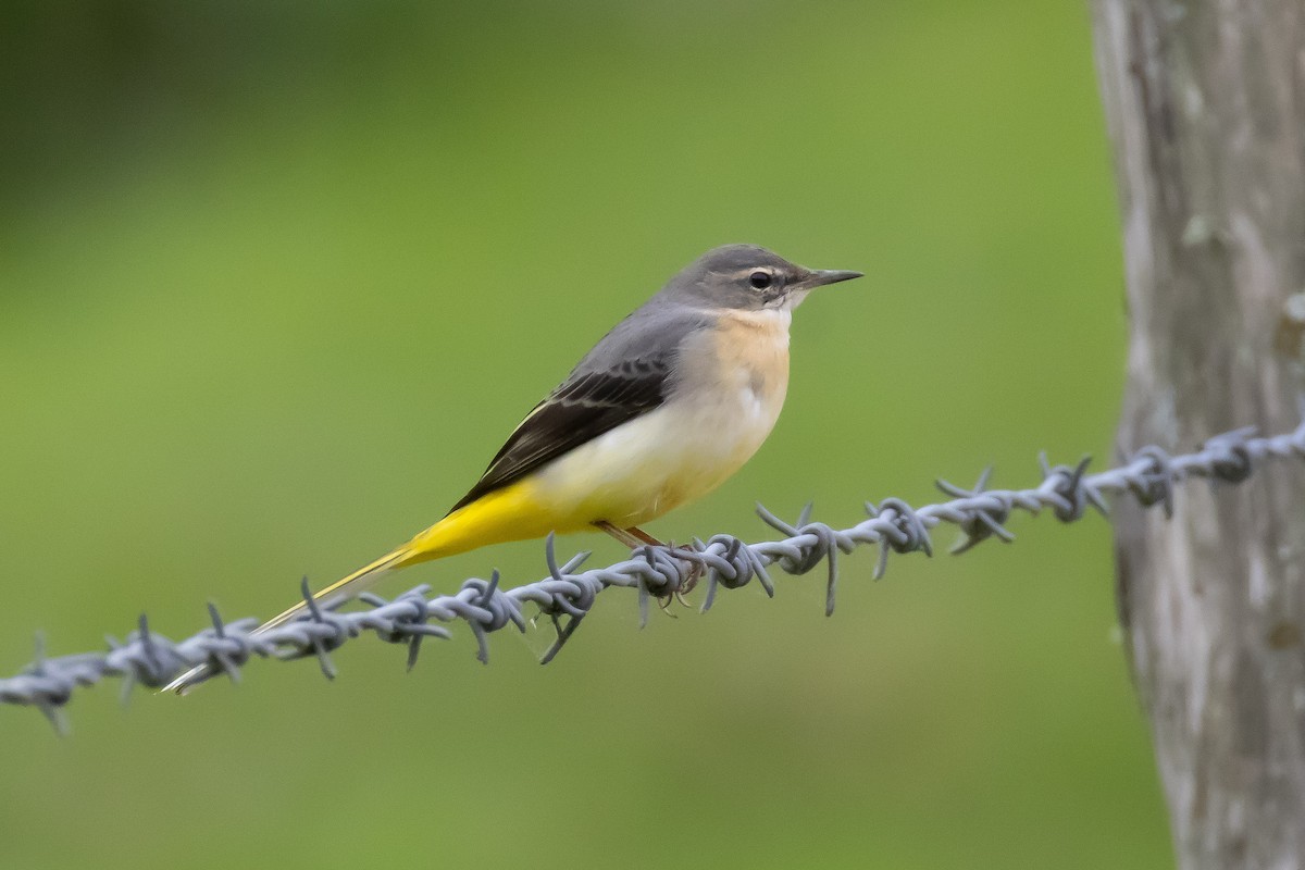 Gray Wagtail - ML643587730
