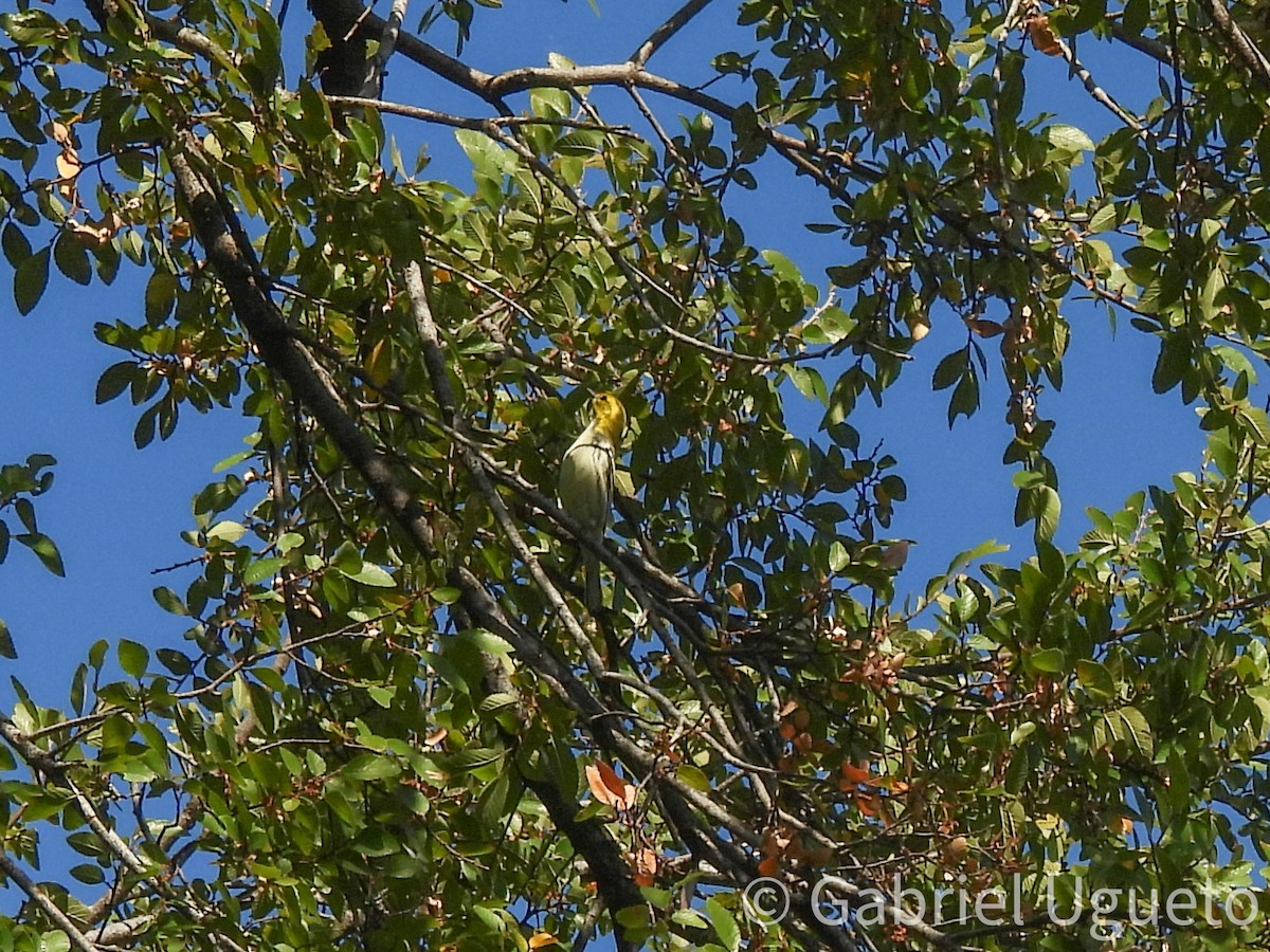 Black-throated Green Warbler - ML643587734
