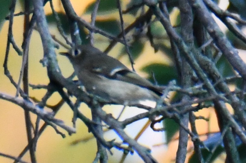 Ruby-crowned Kinglet - ML643587773