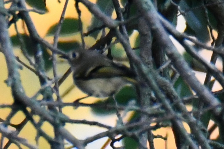 Ruby-crowned Kinglet - ML643587774