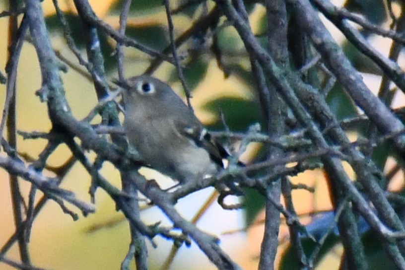 Ruby-crowned Kinglet - ML643587775