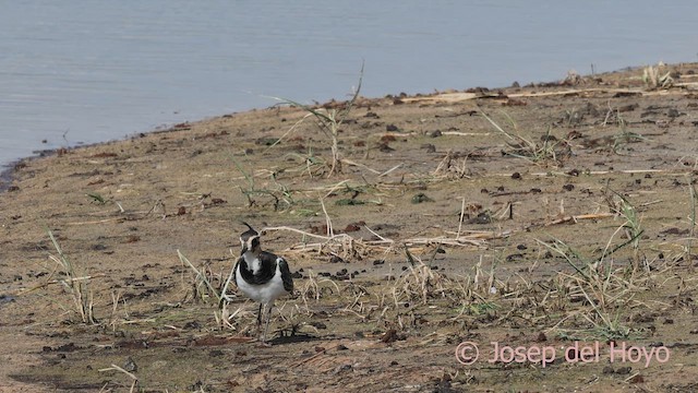Northern Lapwing - ML643587787