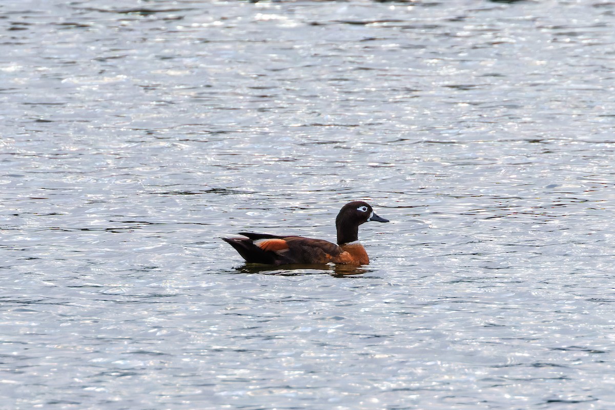 Australian Shelduck - ML643587810