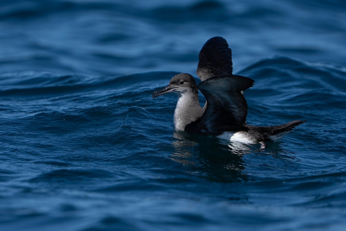 Huttonsturmtaucher - ML643587834