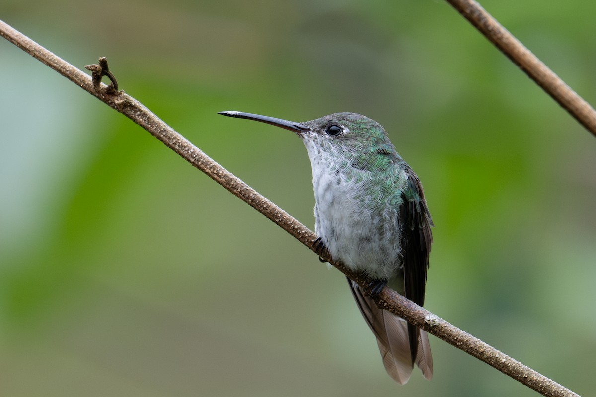 Green-and-white Hummingbird - ML643587855