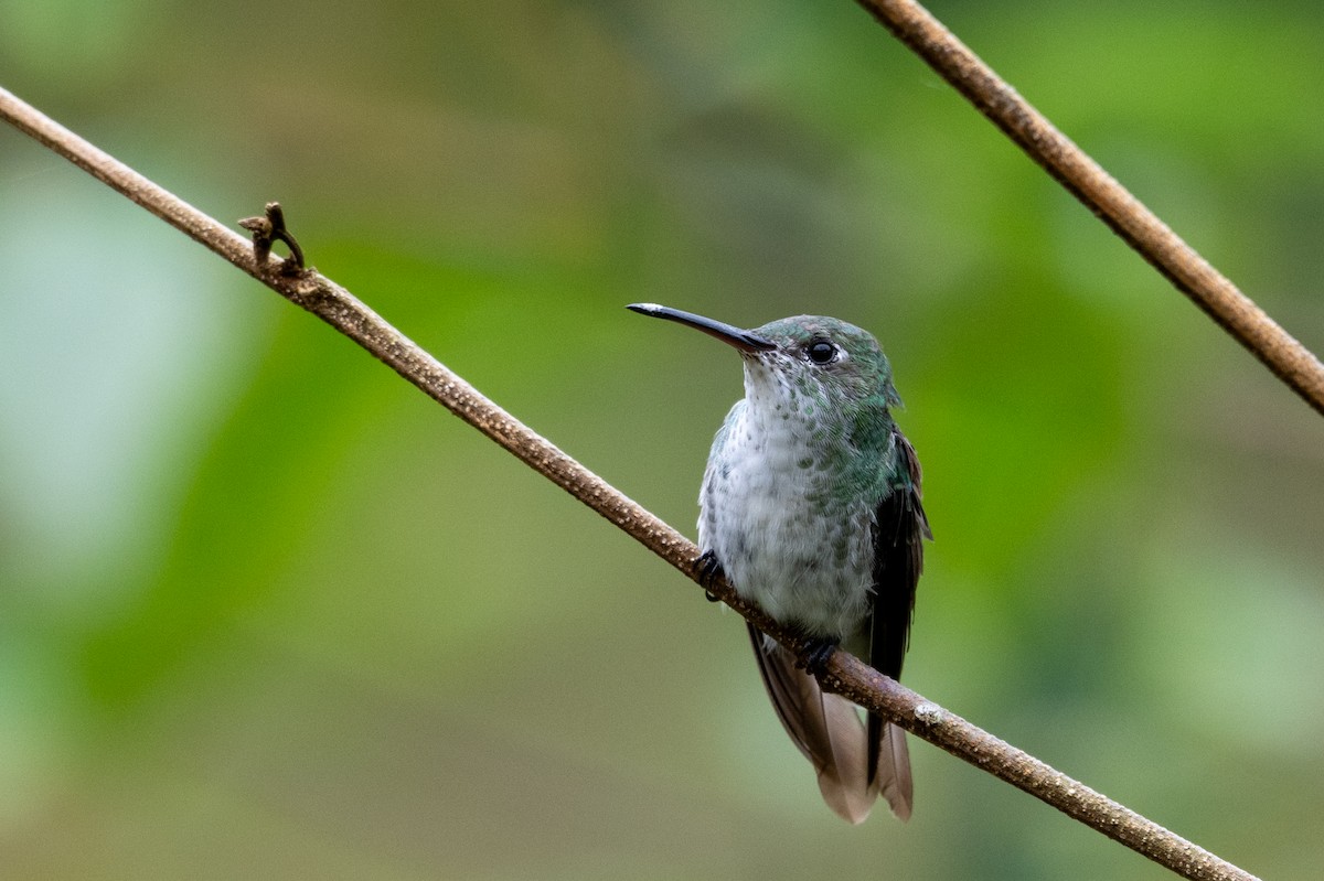 Green-and-white Hummingbird - ML643587856