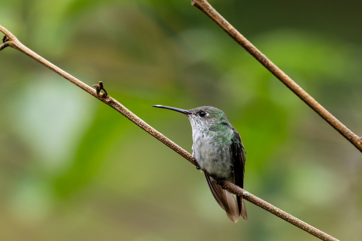 Green-and-white Hummingbird - ML643587857