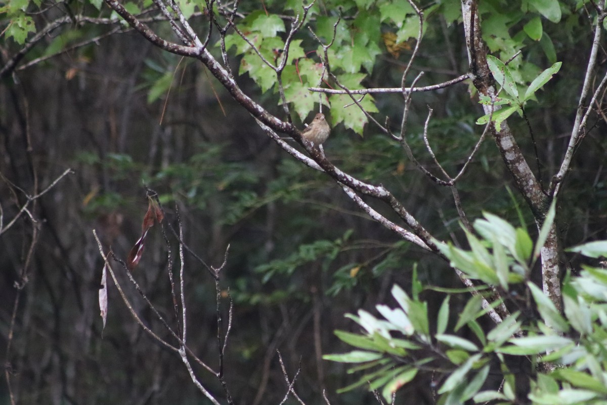 House Finch - ML643587858