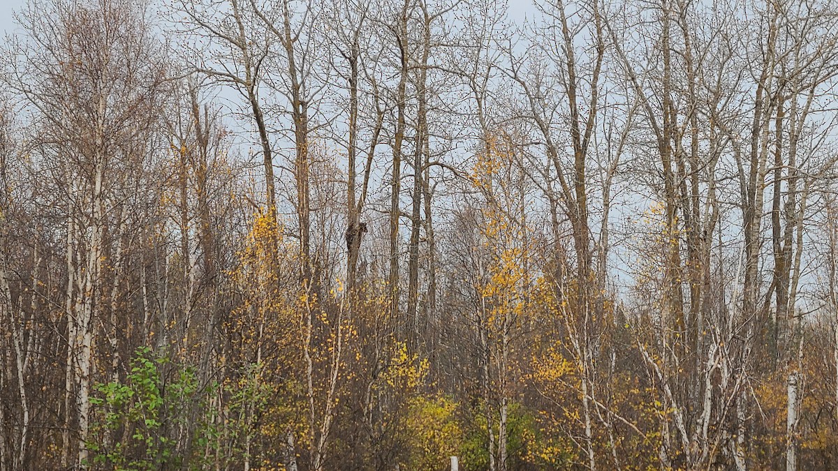 American Black Bear - ML643587874