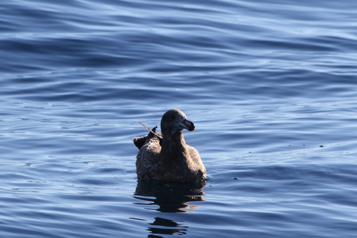 Pacific Gull - ML643587875