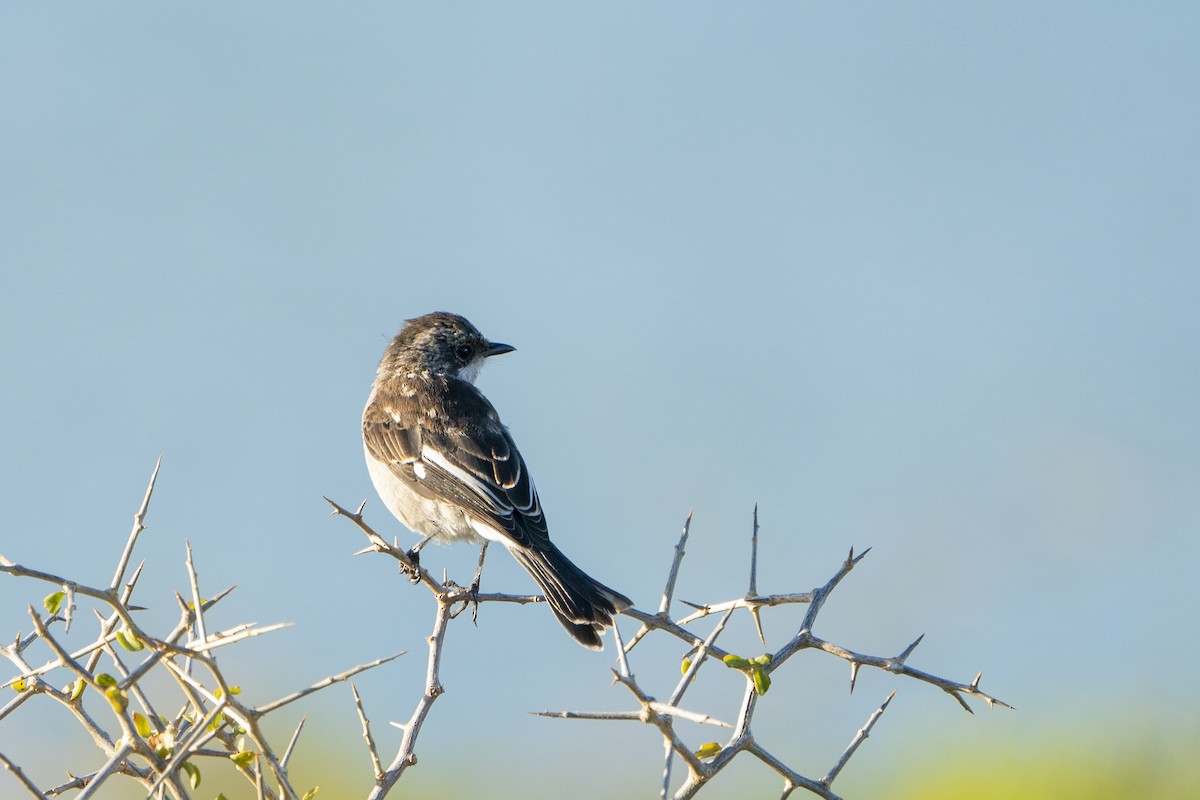Fiscal Flycatcher - ML643587881