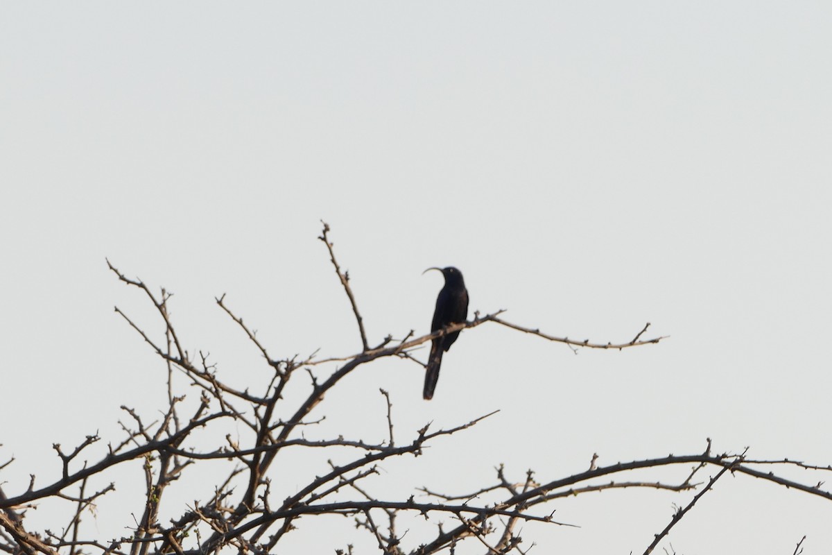 Common Scimitarbill - ML643587886