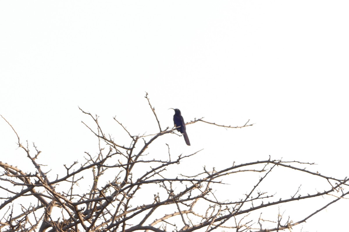 Common Scimitarbill - ML643587887