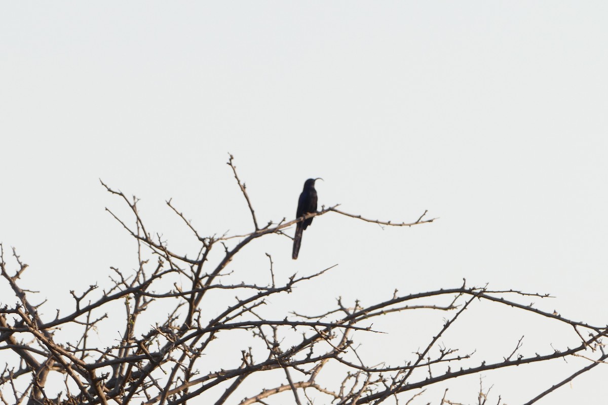Common Scimitarbill - ML643587888