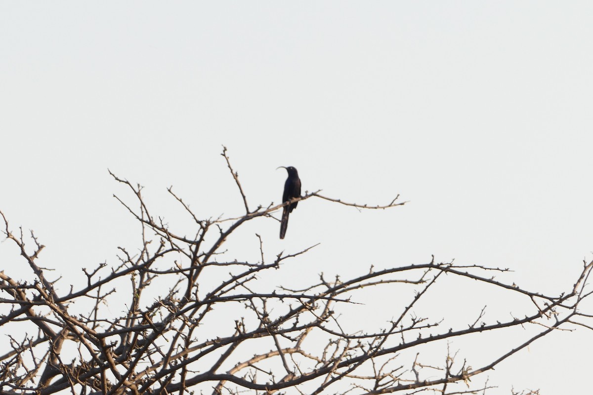 Common Scimitarbill - ML643587889