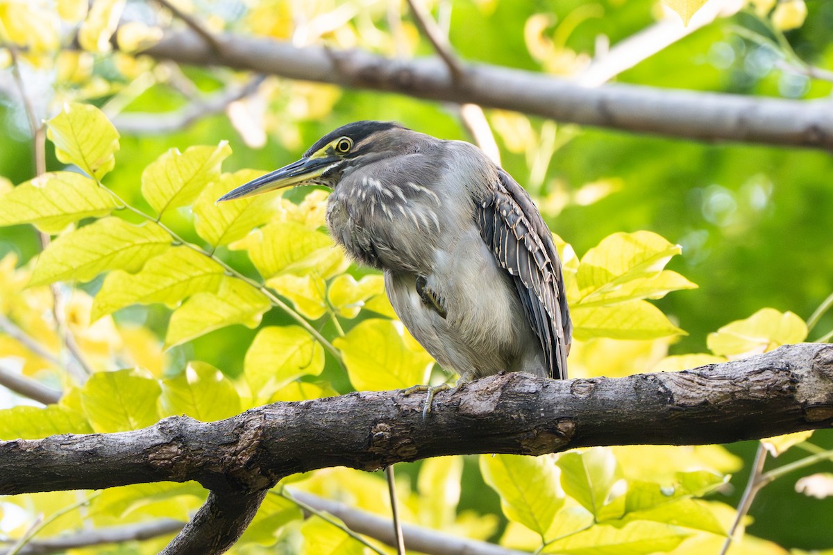 Little Heron - ML643587893