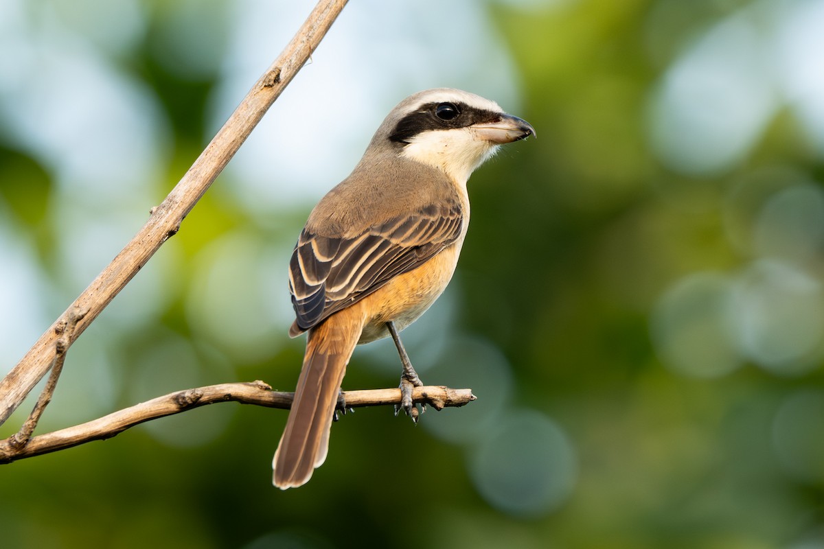 Brown Shrike - ML643587897