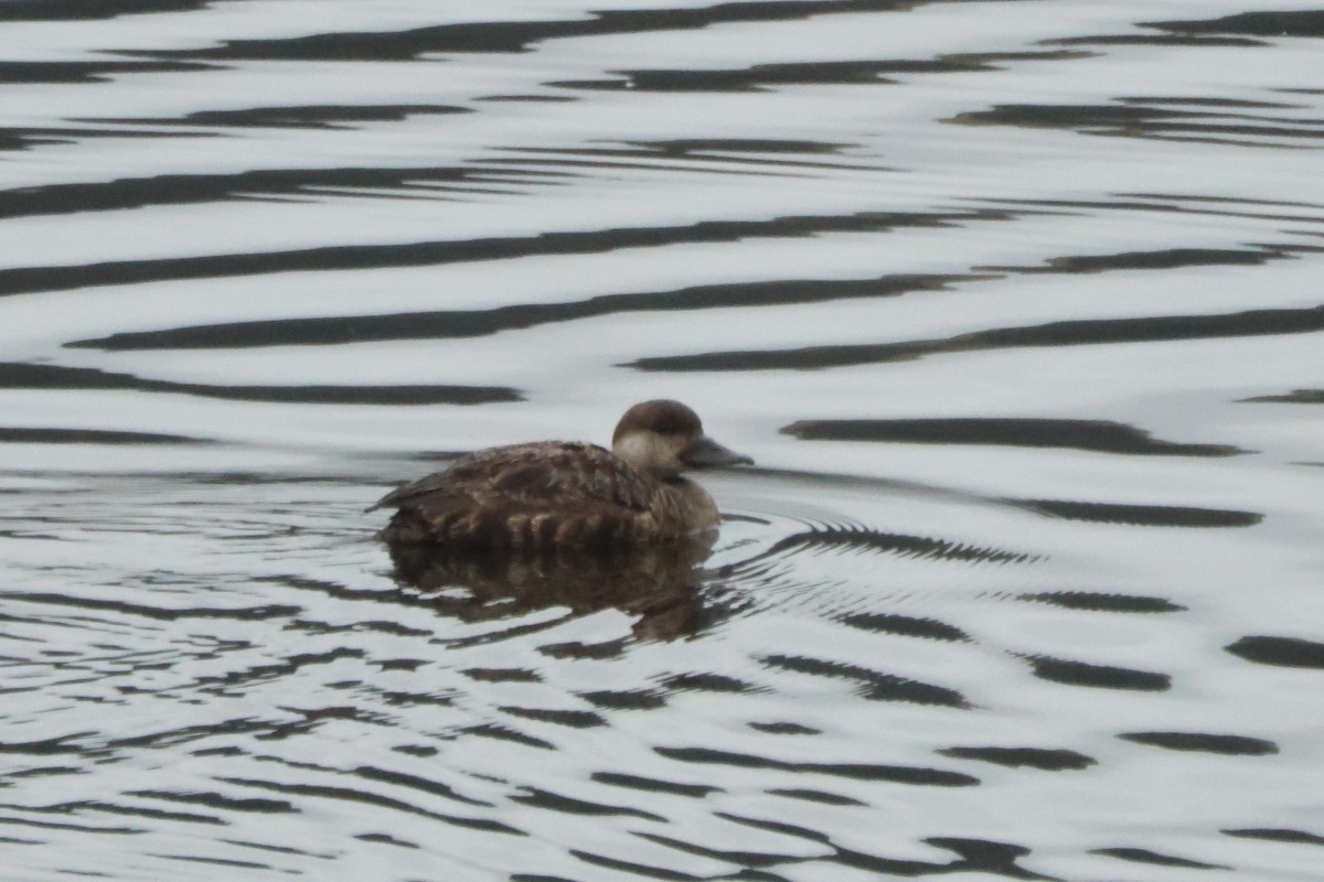 Common Scoter - ML643587899