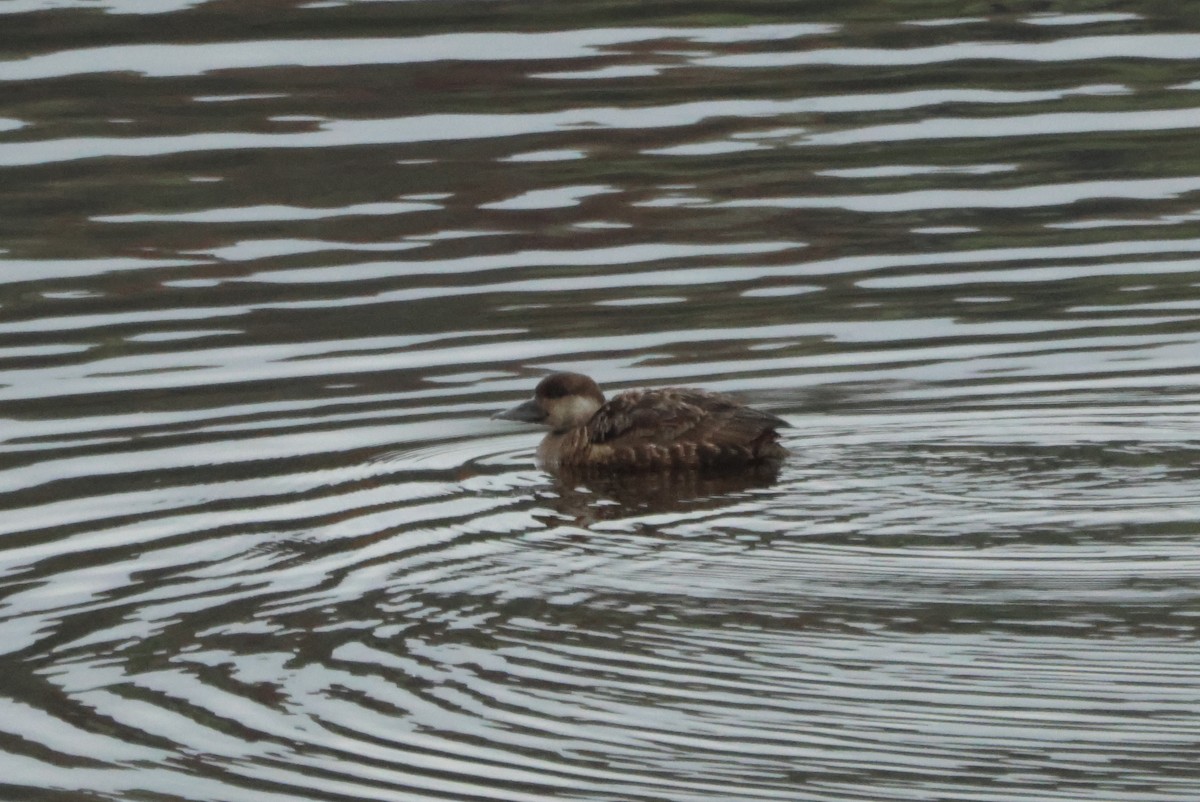 Common Scoter - ML643587900