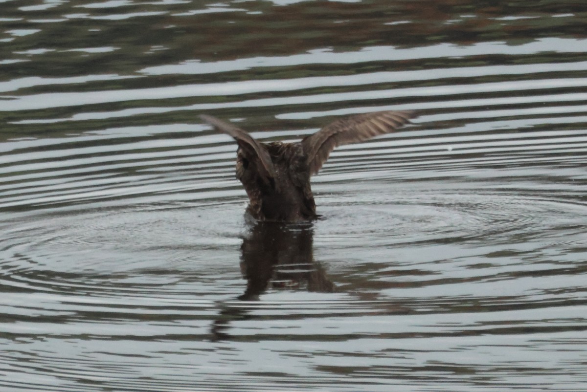 Common Scoter - ML643587901