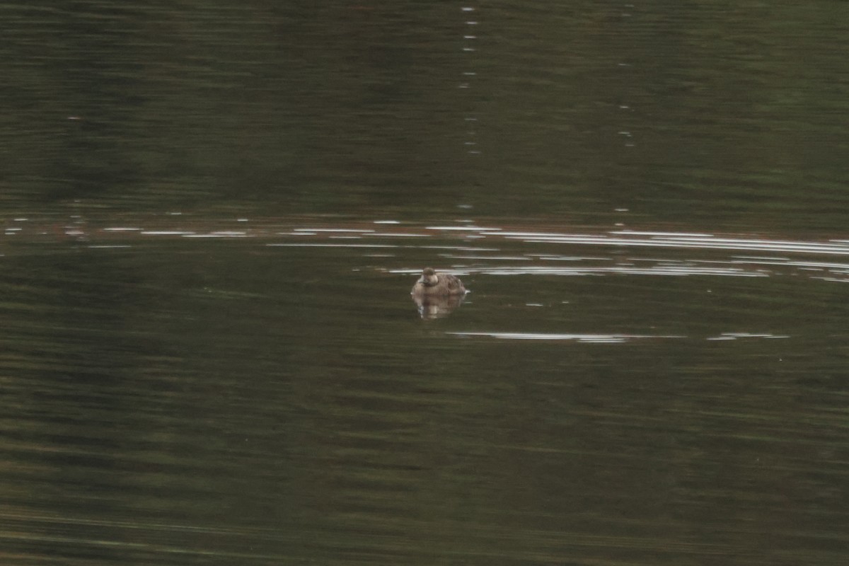Common Scoter - ML643587902