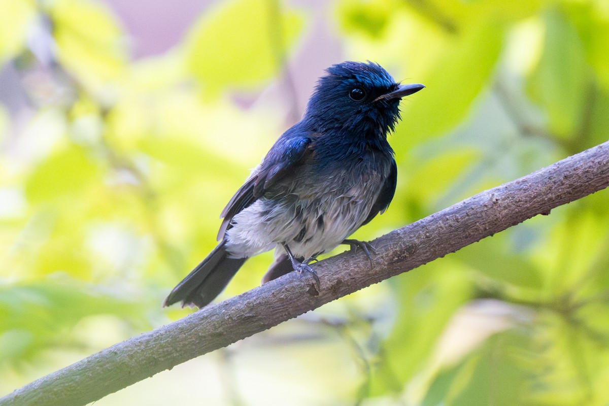 Hainan Blue Flycatcher - ML643587903