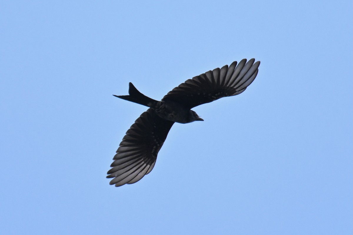 Black Drongo - ML643587920