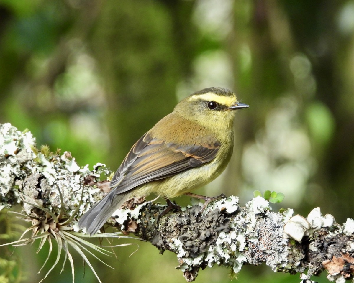 Yellow-bellied Chat-Tyrant - ML643587953