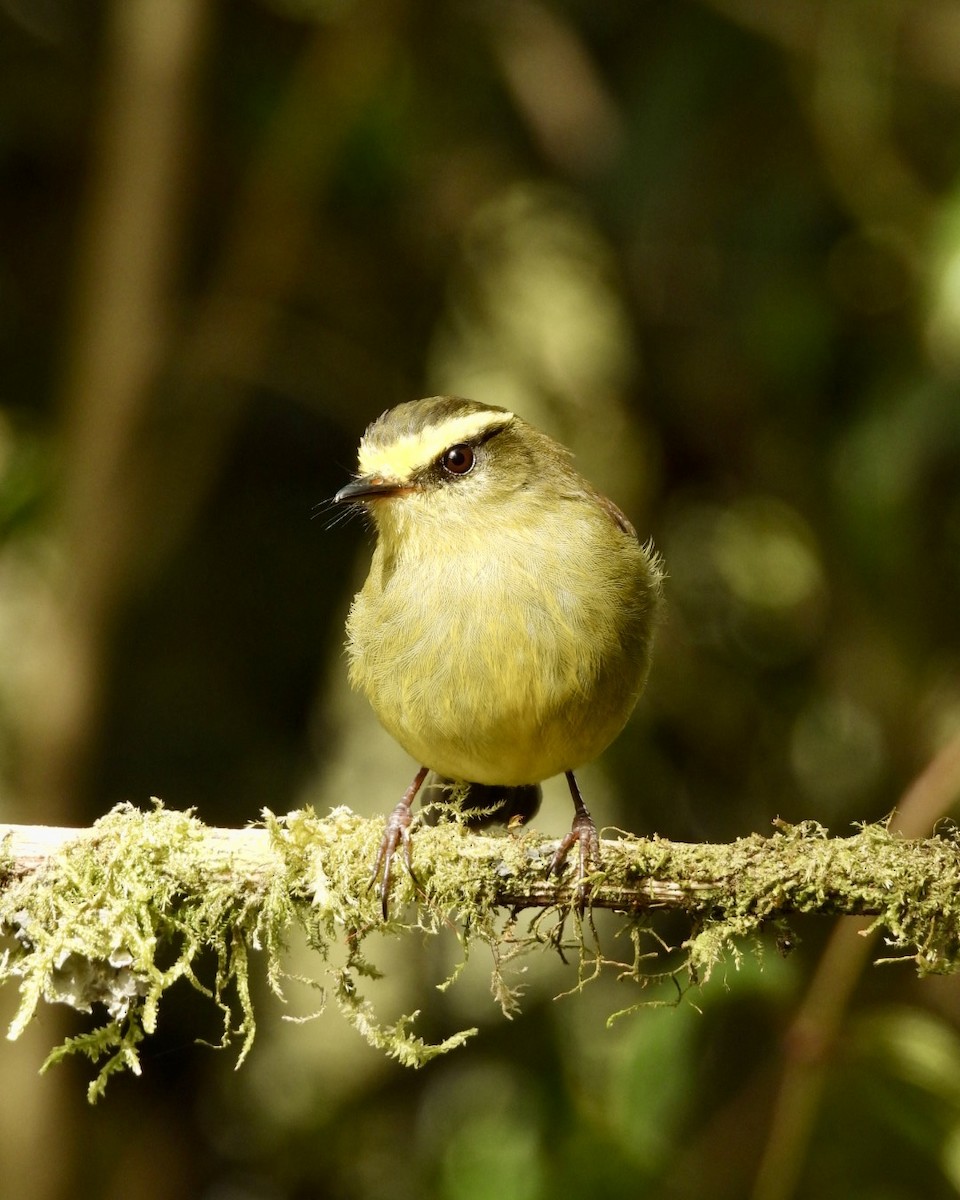 Yellow-bellied Chat-Tyrant - ML643587954