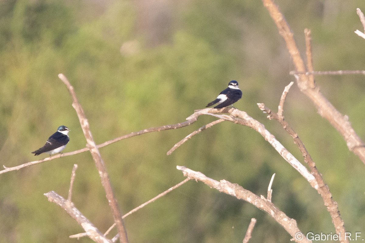 White-rumped Swallow - ML643587957
