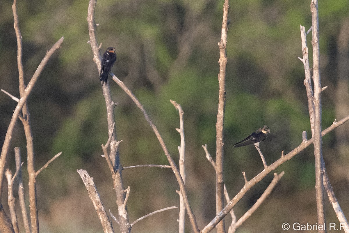 Barn Swallow - ML643587960