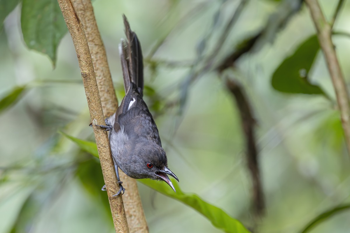 Long-tailed Sibia - ML643587962