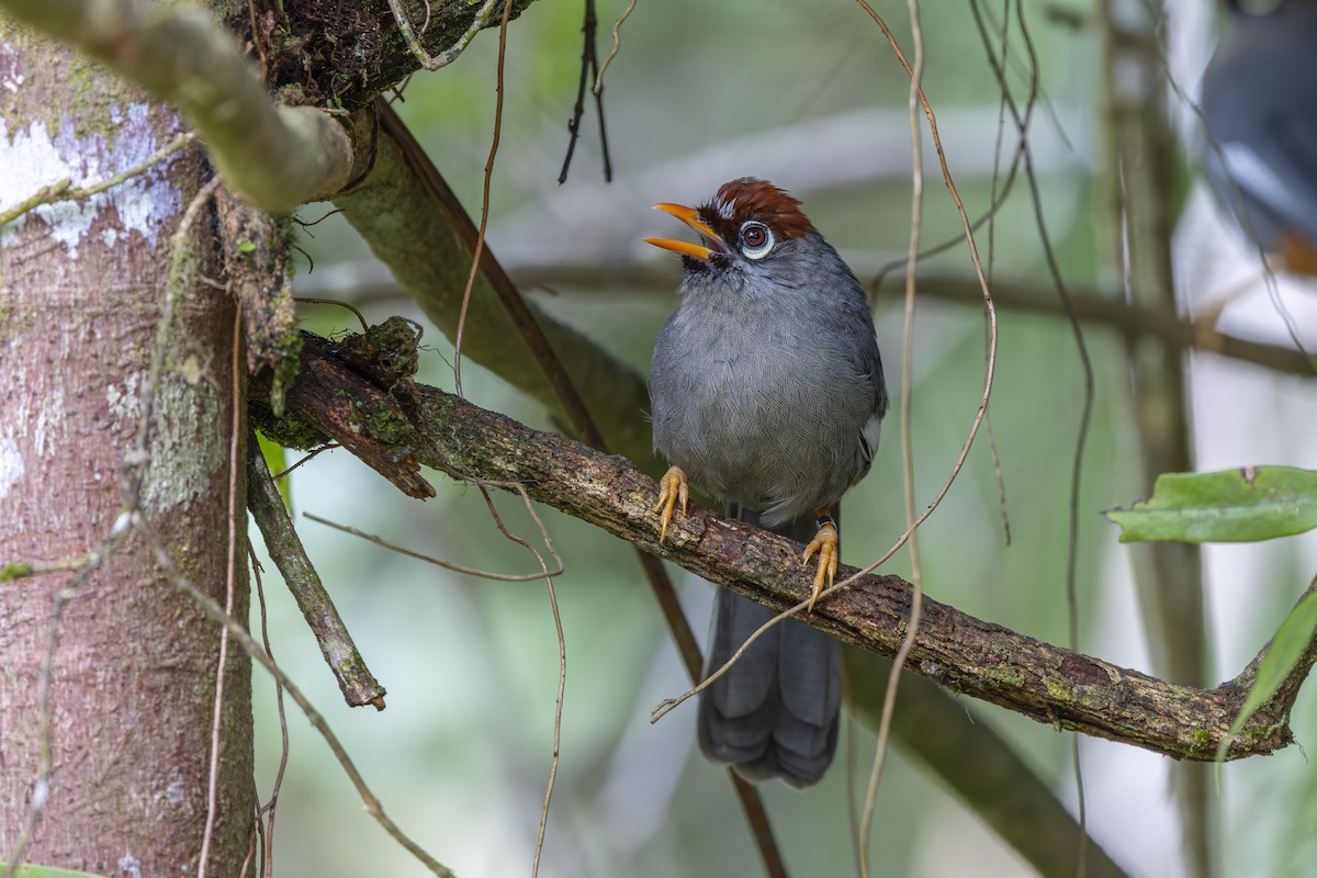 Chestnut-capped Laughingthrush - ML643587964