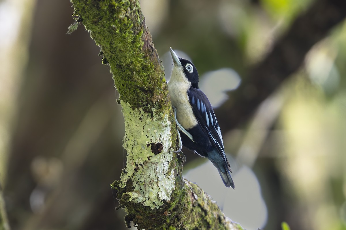 Blue Nuthatch - ML643587965